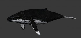 Biologic humpback whale