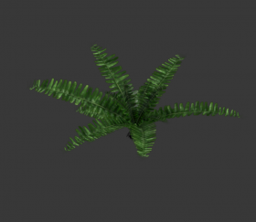 Fern & burned Farn