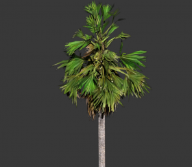 Palmyra Tree