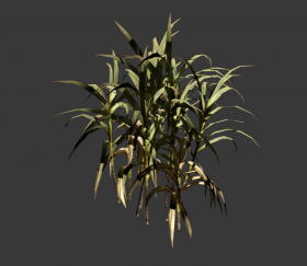 Bush