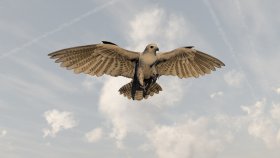 Falcon Eagle animation