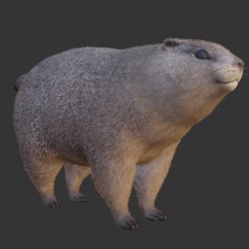 Marmot