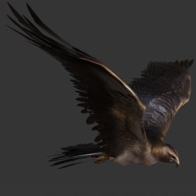 Hawk