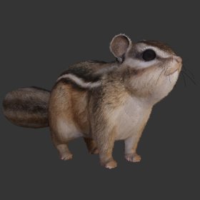 Squirrel