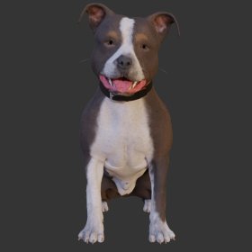 Pit Bull