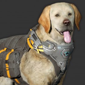 Labrador