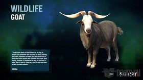 Goat
