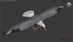 Seagull