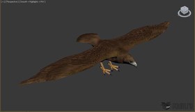 Chickenhawk
