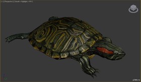 Turtles