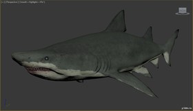 Sand Tiger
