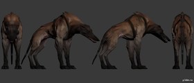 Wolf Hound