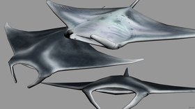 MantaRay