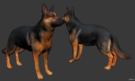 Shepherd Dog