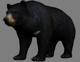Bear