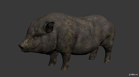 Boar
