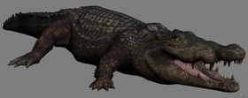 Crocodile