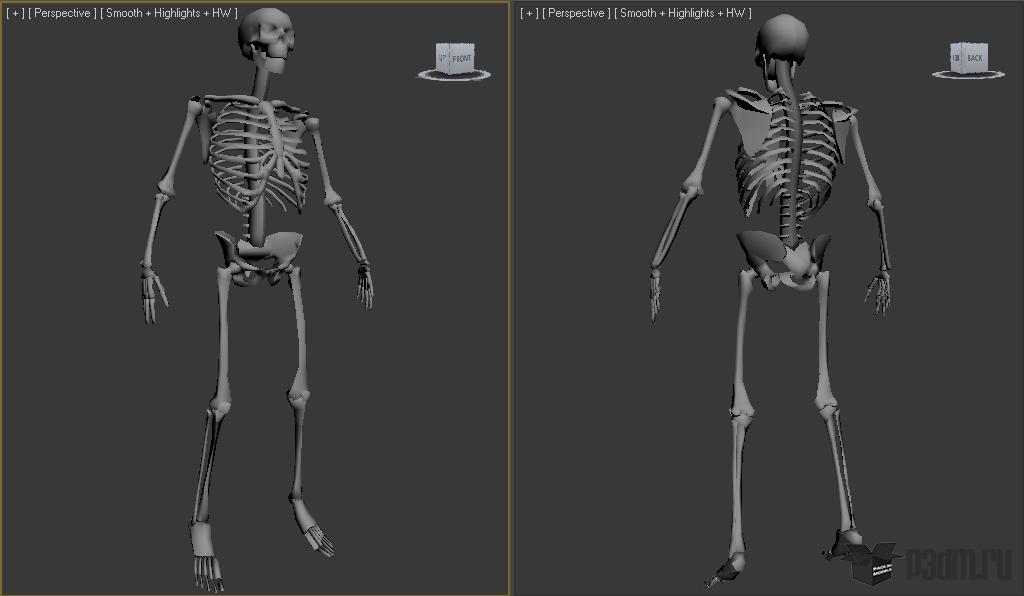 Мод на скелетов. Скелет 3d модель. Визер скелет моделька. Изменяемая 3д модель скелета для рисования.